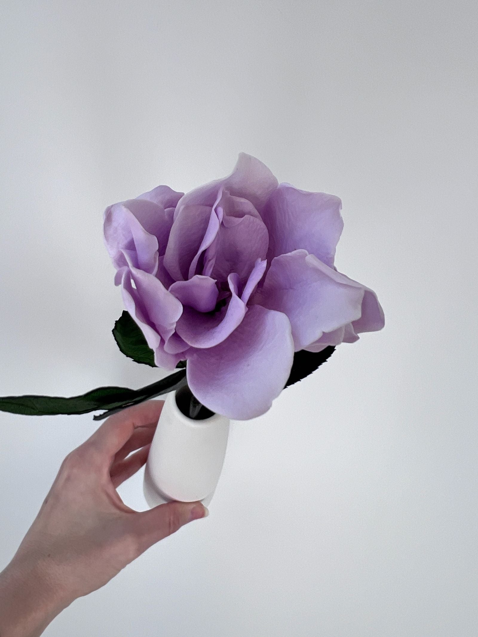 The Classic Gardenia – Light Lavender Long Stem Preserved Gardenia in Ceramic Bud Vase – Classic