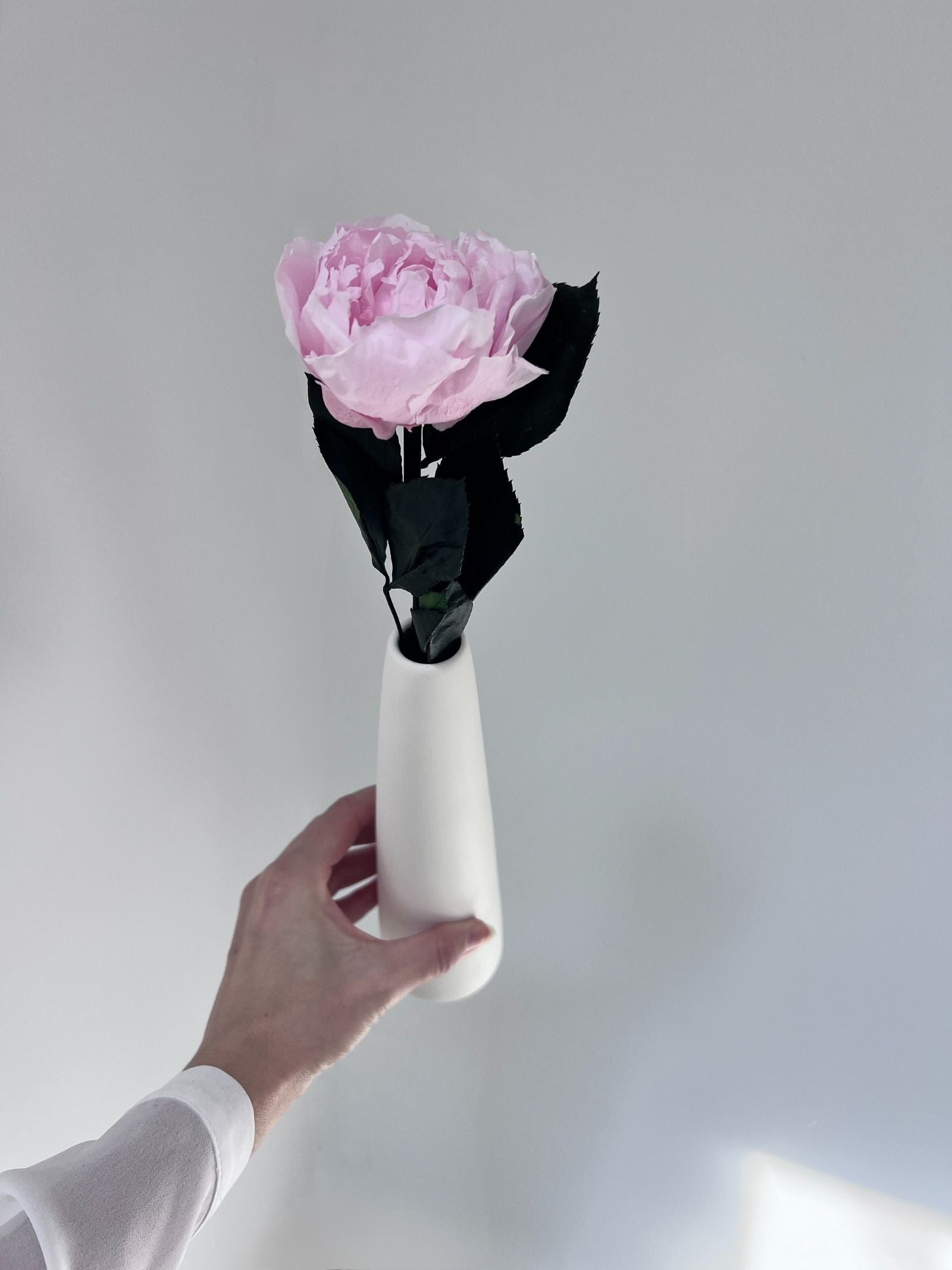 The Classic Peony – Pink Lace Long Stem Preserved Peony in Ceramic Bud Vase – Classic