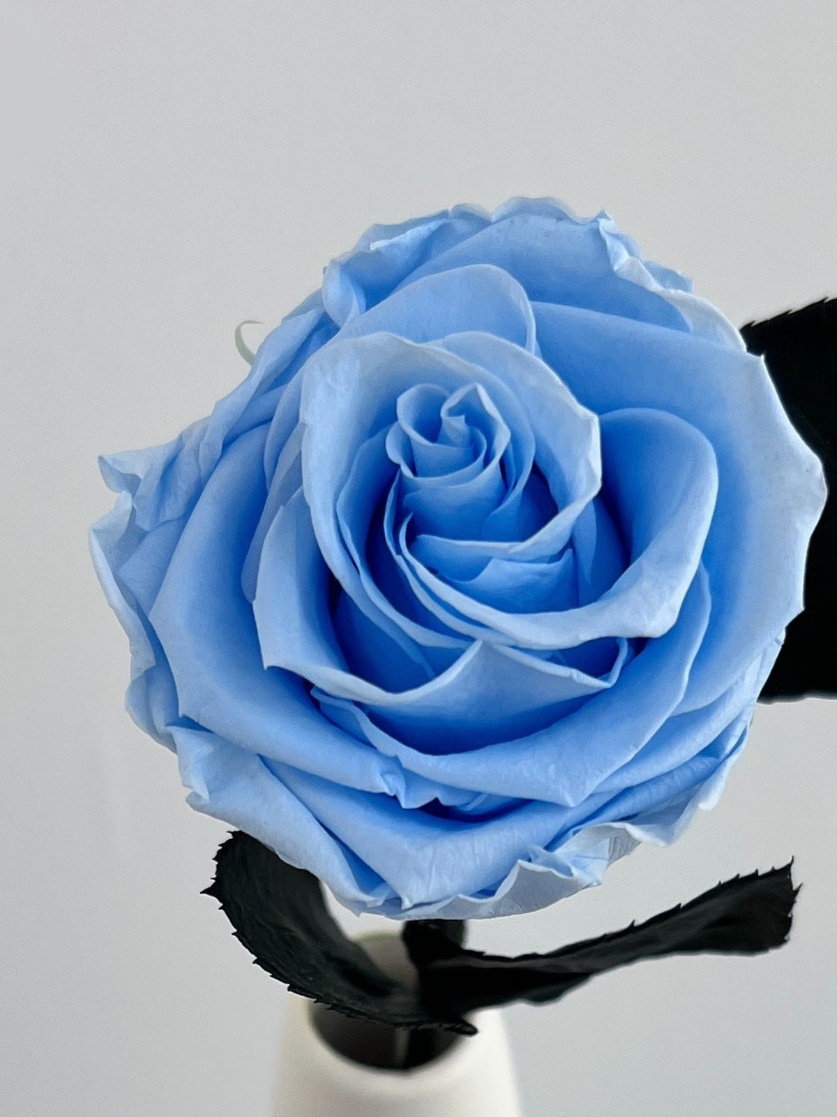 The Classic Rose – Crystal Blue Long Stem Preserved Rose in Ceramic Bud Vase – Classic