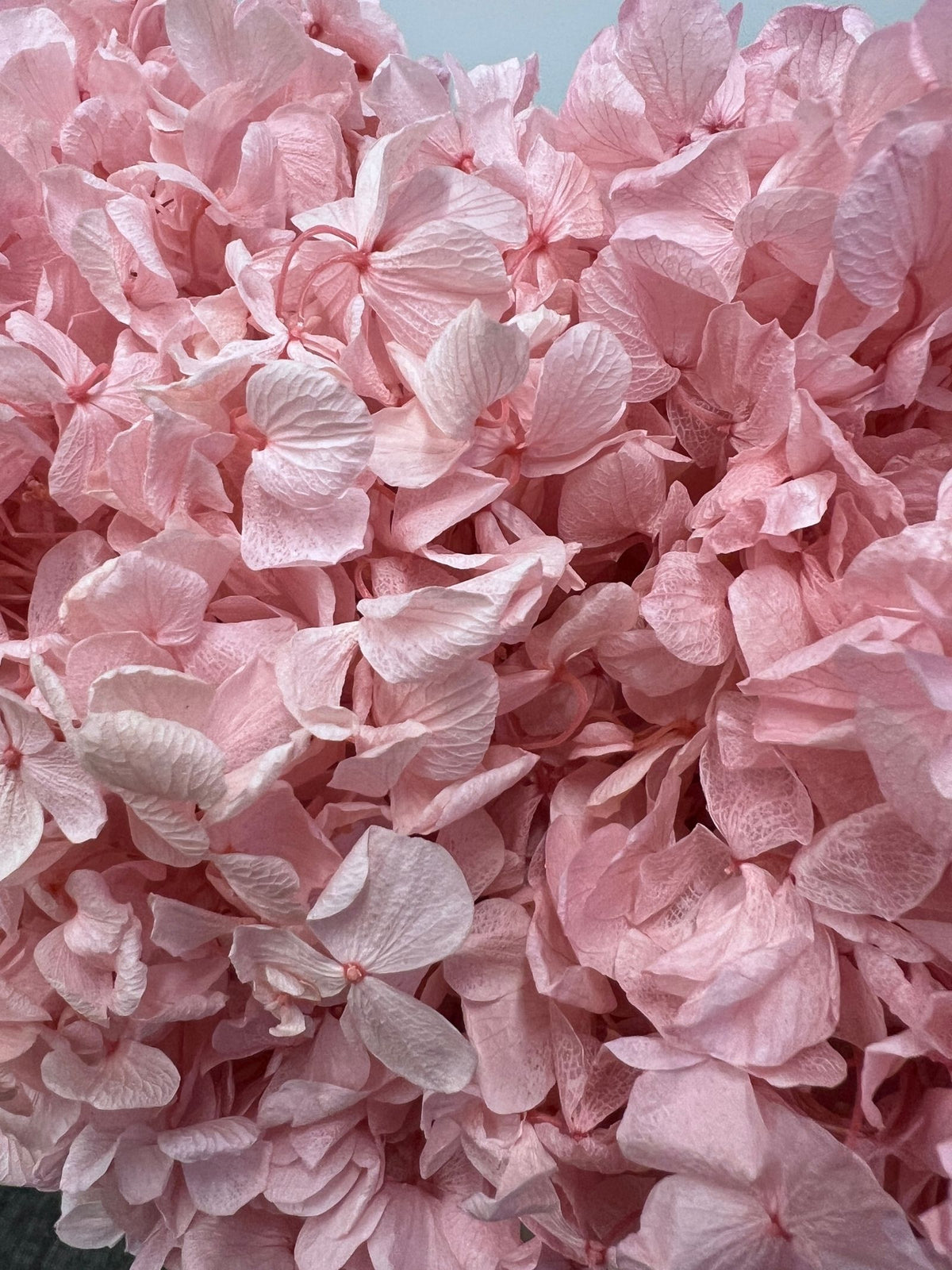 Aurelle – Cadillac Pink Preserved Hydrangea Arrangement in Sculptural White Jagged Vase – Luxe