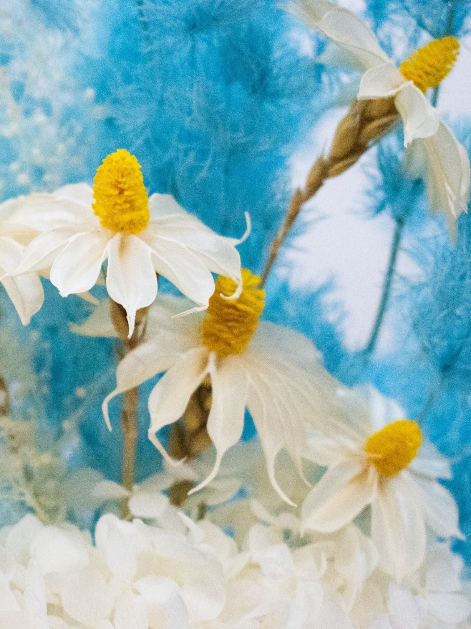 Elsa – White & Blue Preserved and Dried Flower Bouquet – Classic
