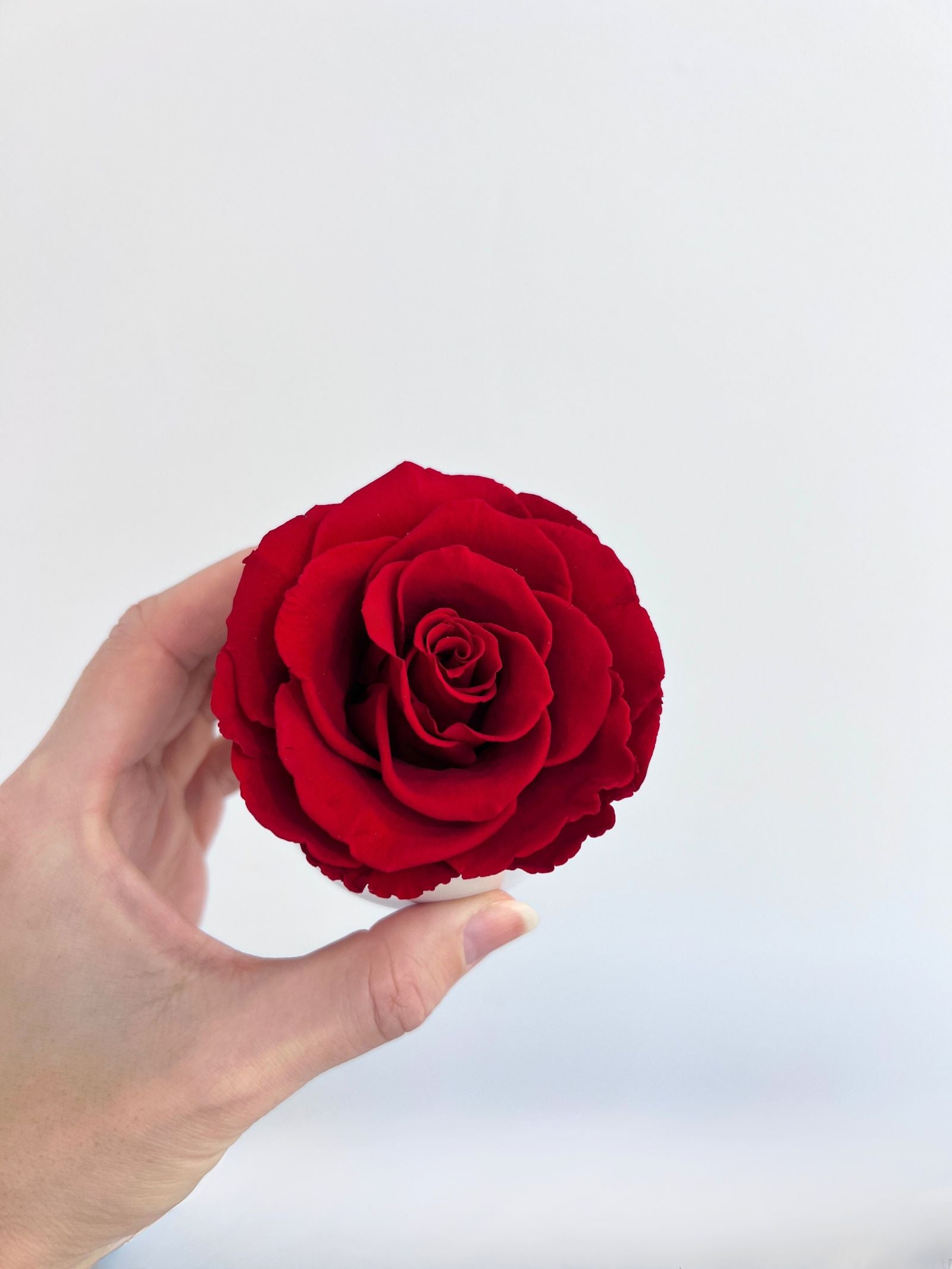 The Mini Belle Rose – Classic Red Preserved Rose in Mini Ceramic Vase – Classic