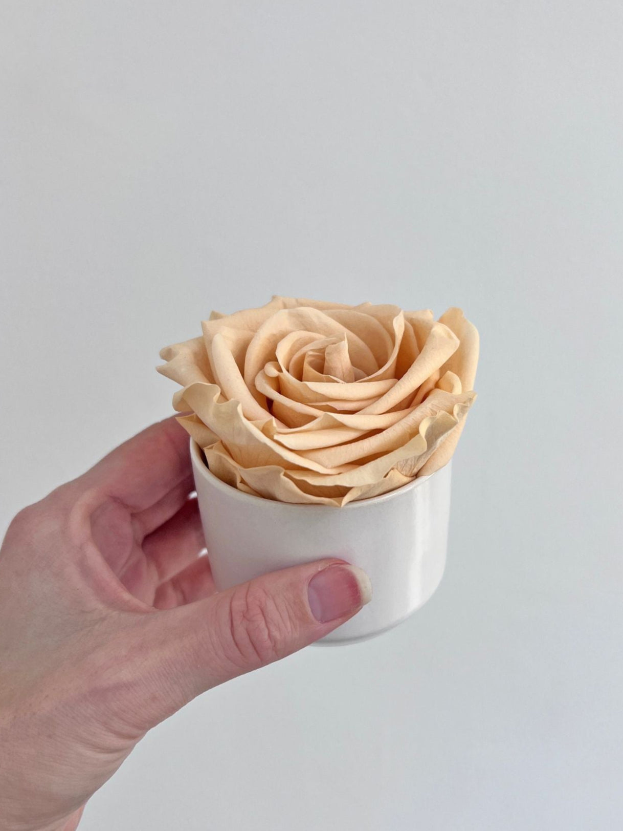 The Mini Supreme Rose – Peach Preserved Rose in Mini Ceramic Vase – Classic