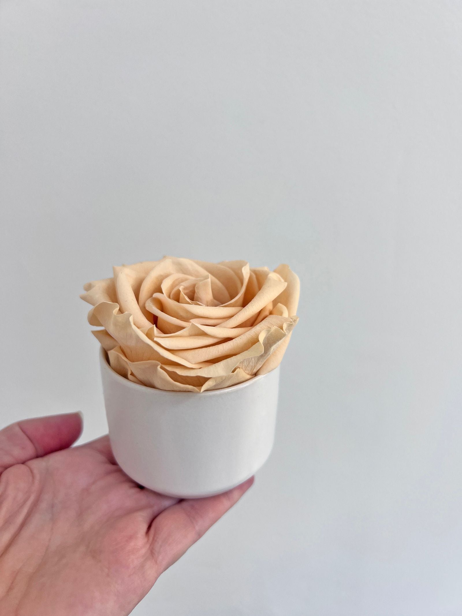 The Mini Supreme Rose – Peach Preserved Rose in Mini Ceramic Vase – Classic