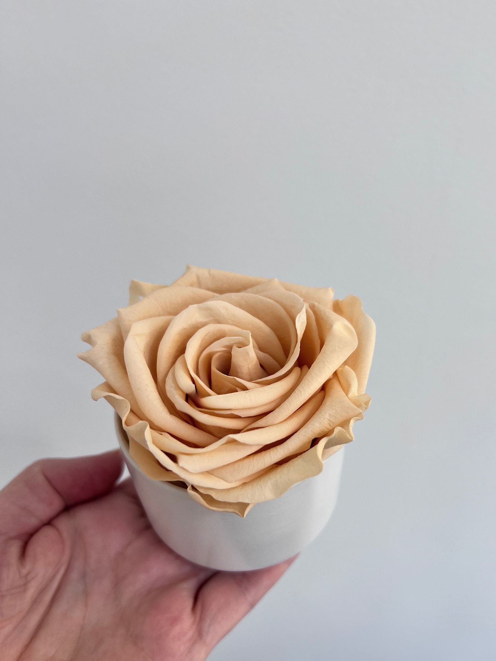 The Mini Supreme Rose – Peach Preserved Rose in Mini Ceramic Vase – Classic