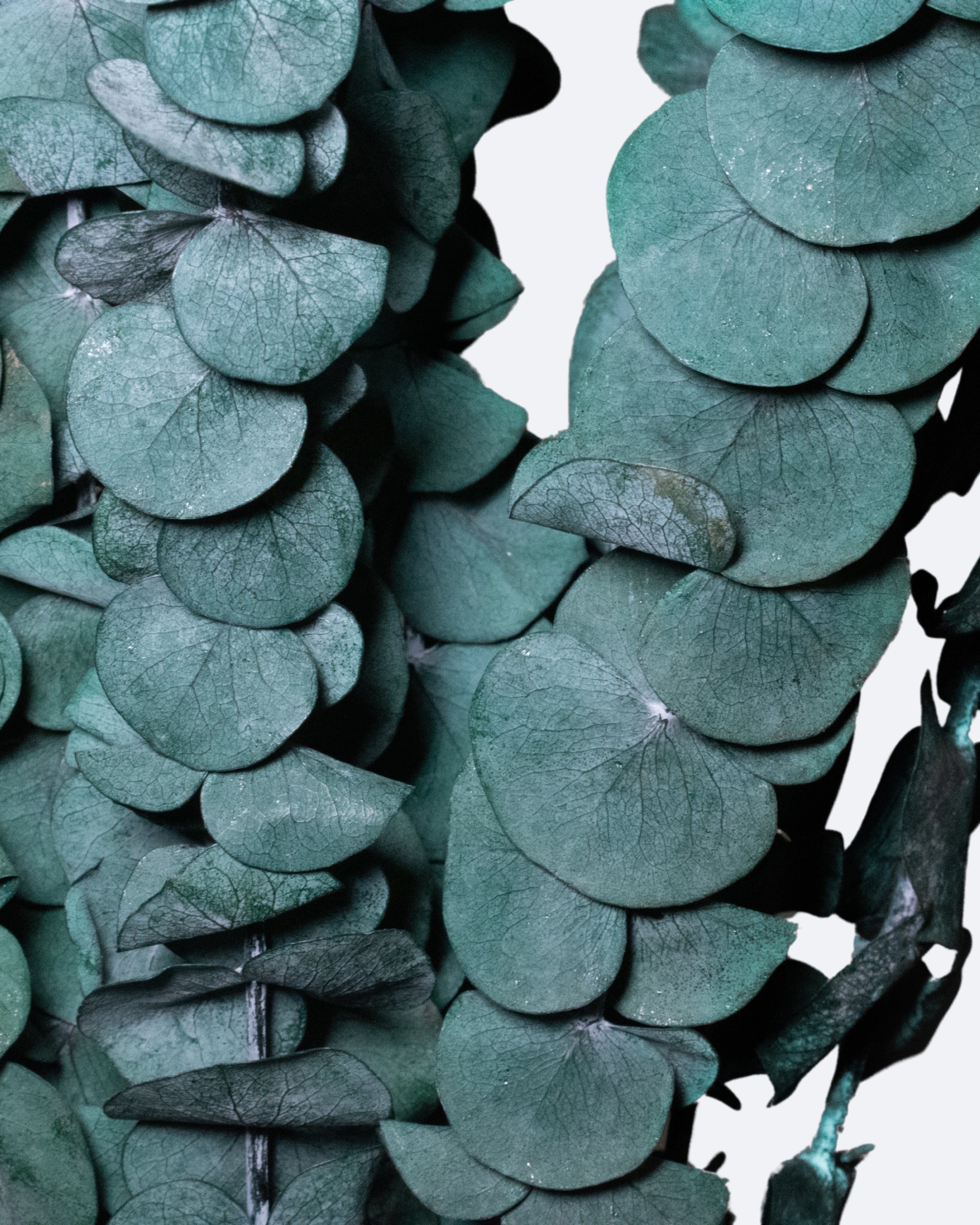 Alfie – Preserved Eucalyptus Greenery Bunch – Classic