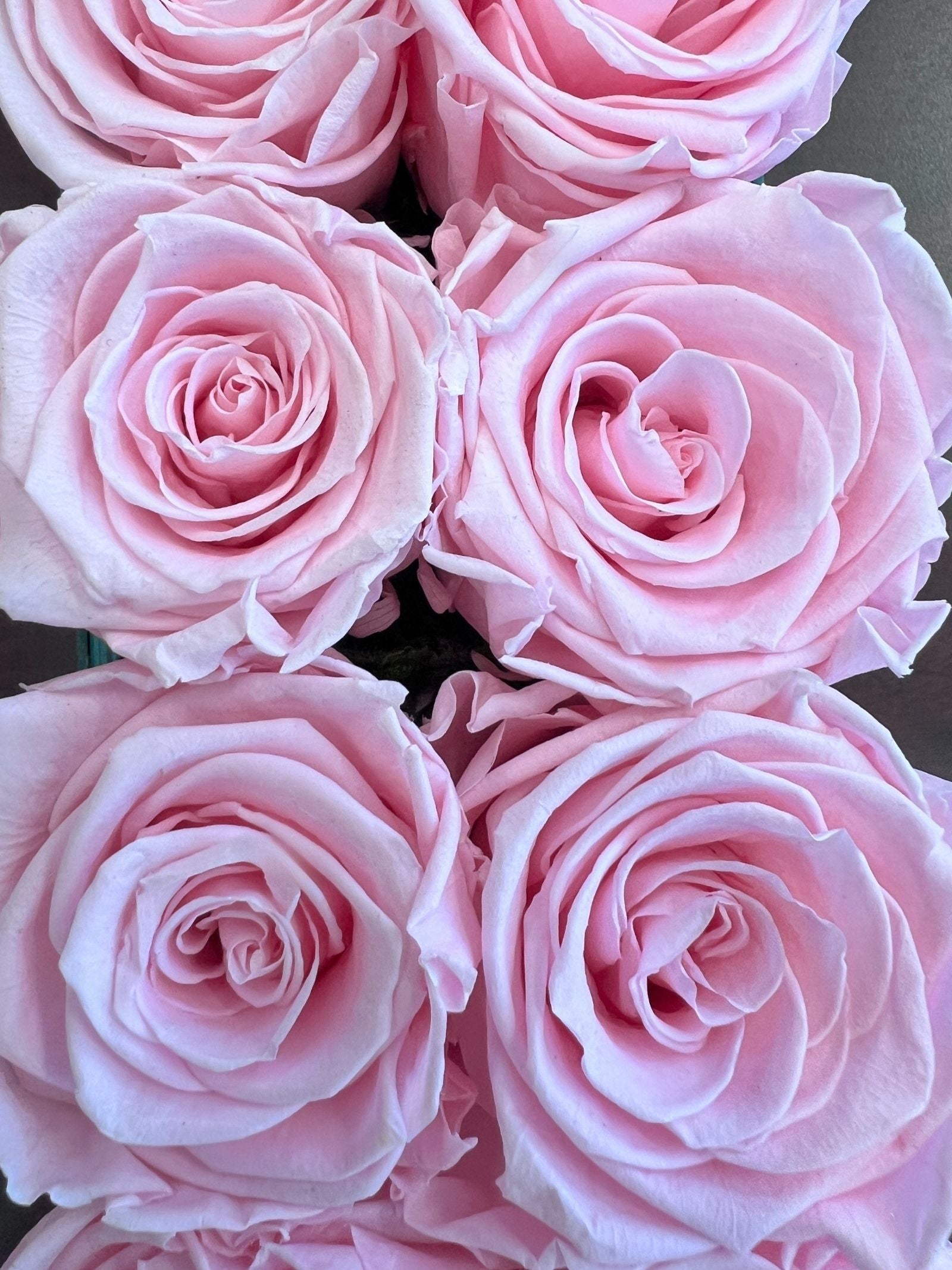 The Mirror Rose – Duo Set – Taffy Pink Preserved Roses in Mirrored Vase – Luxe