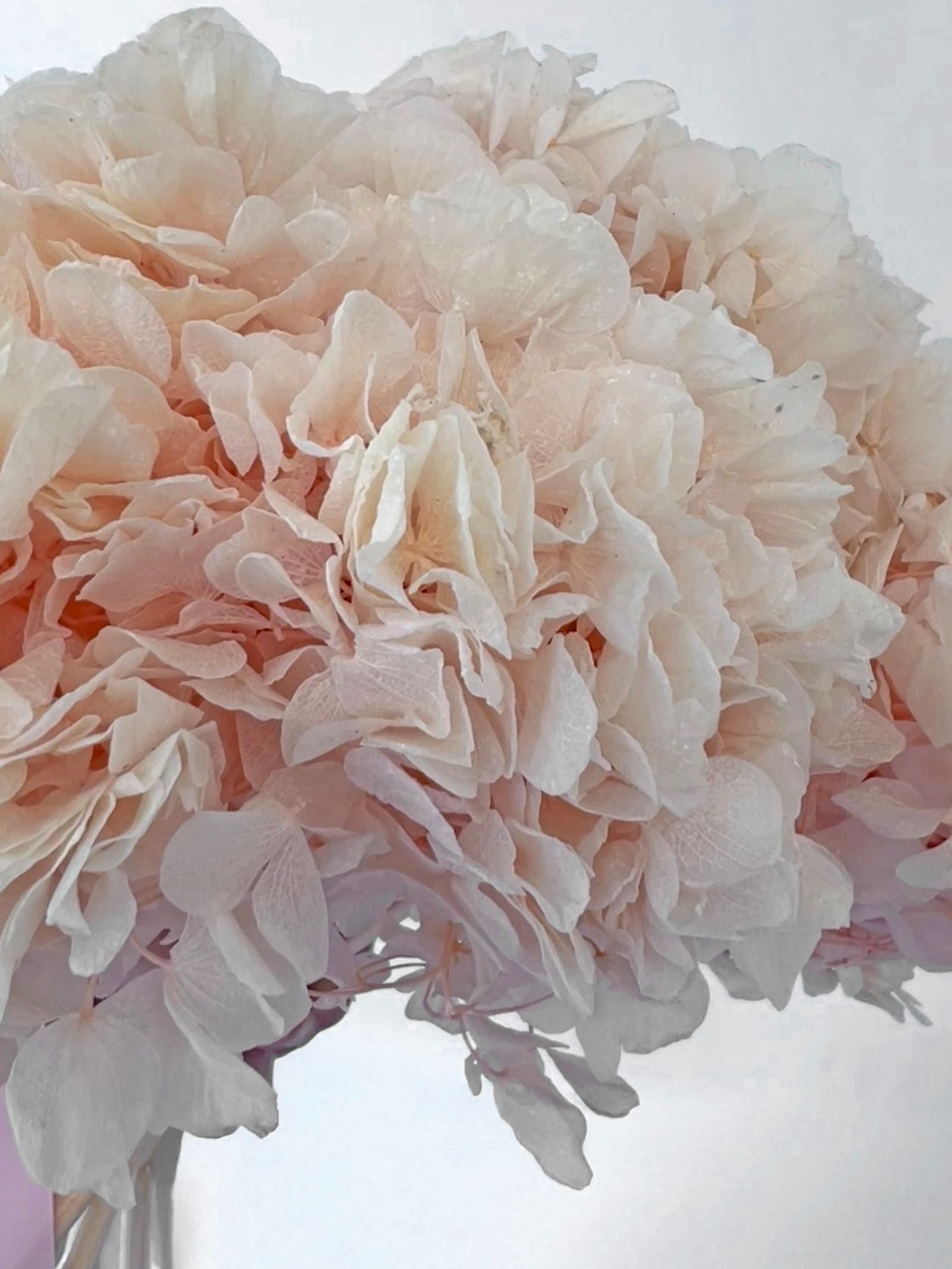Cashmere – Peachy Light Pink Preserved Hydrangea Bouquet – Classic