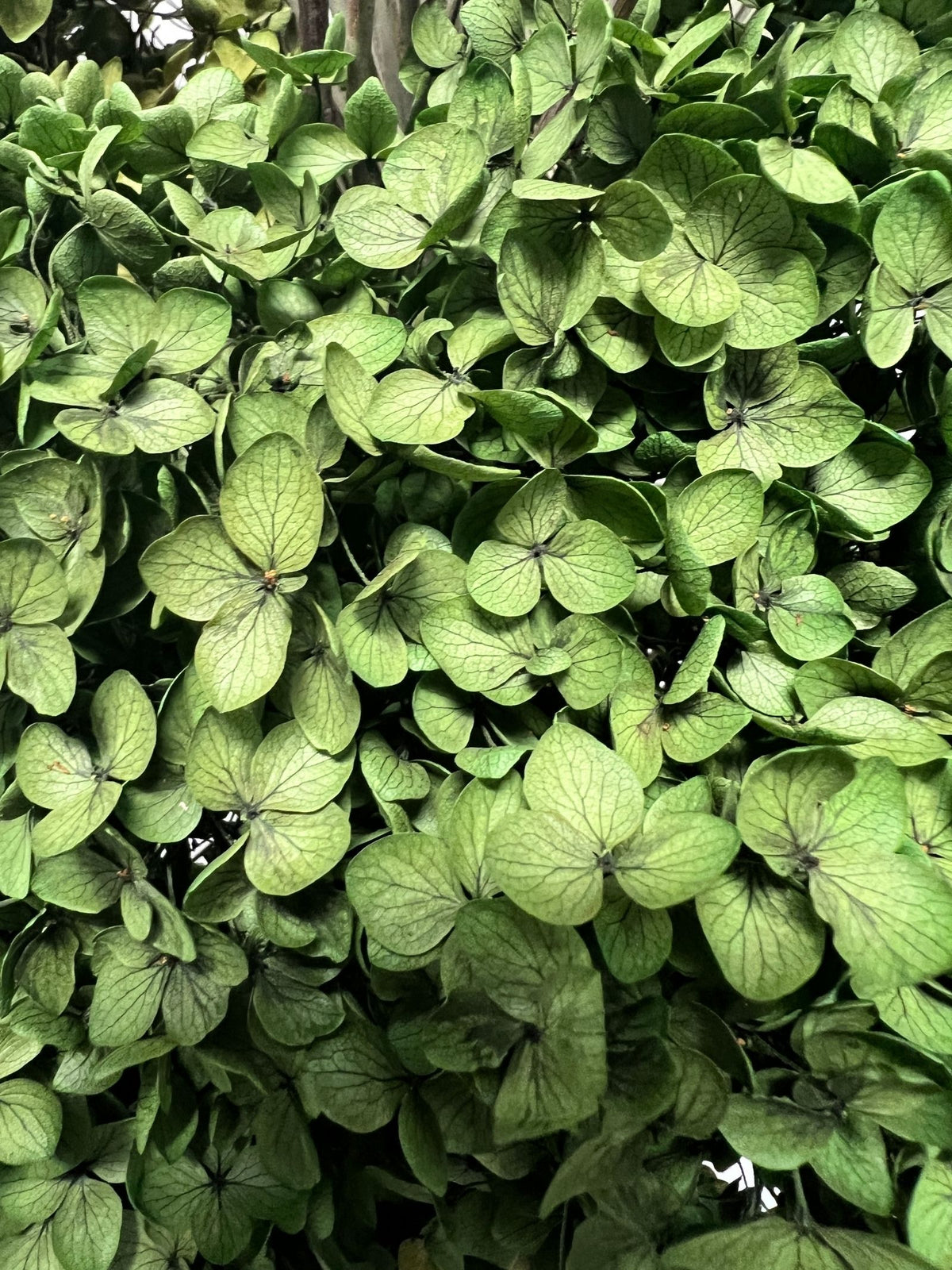 Eden – Green Preserved Hydrangea & Palm Arrangement in Audo Copenhagen Cyclades Vase – Luxe