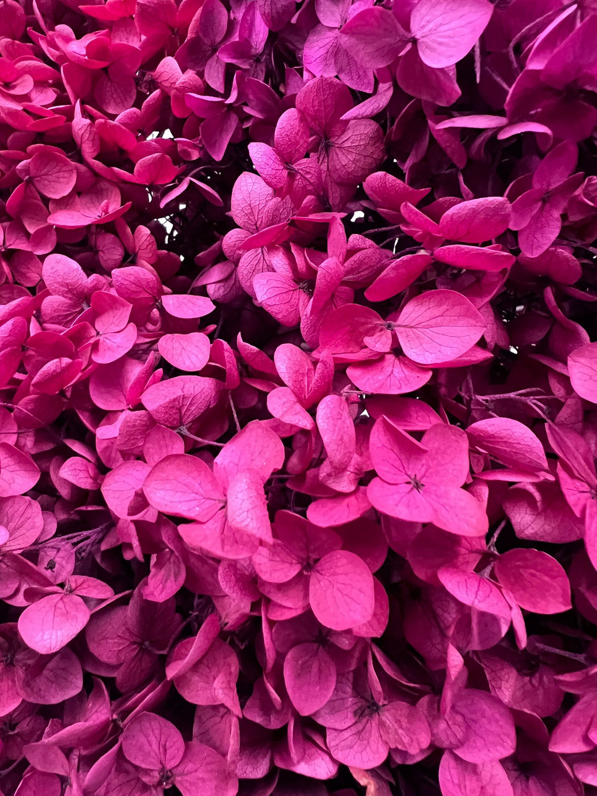 Berry Bliss – Tricolor Purple Preserved Hydrangea Bouquet – Classic