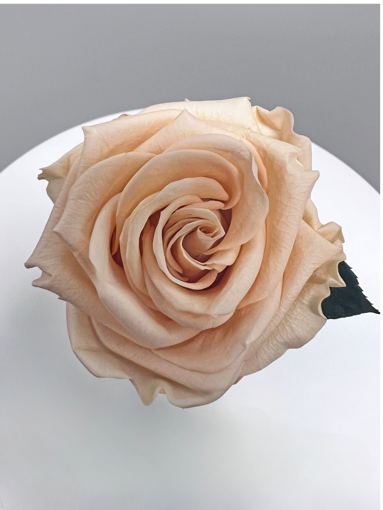 The Classic Supreme Rose – Peach Long Stem Preserved Rose in Ceramic Bud Vase – Classic