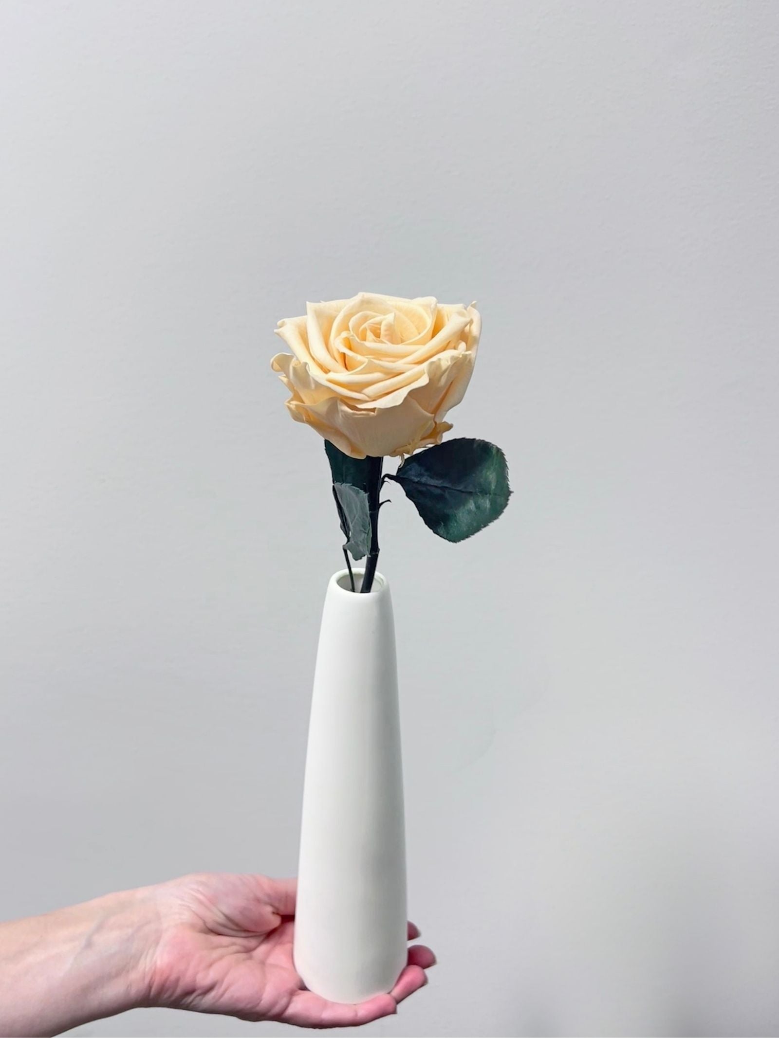 The Classic Supreme Rose – Peach Long Stem Preserved Rose in Ceramic Bud Vase – Classic