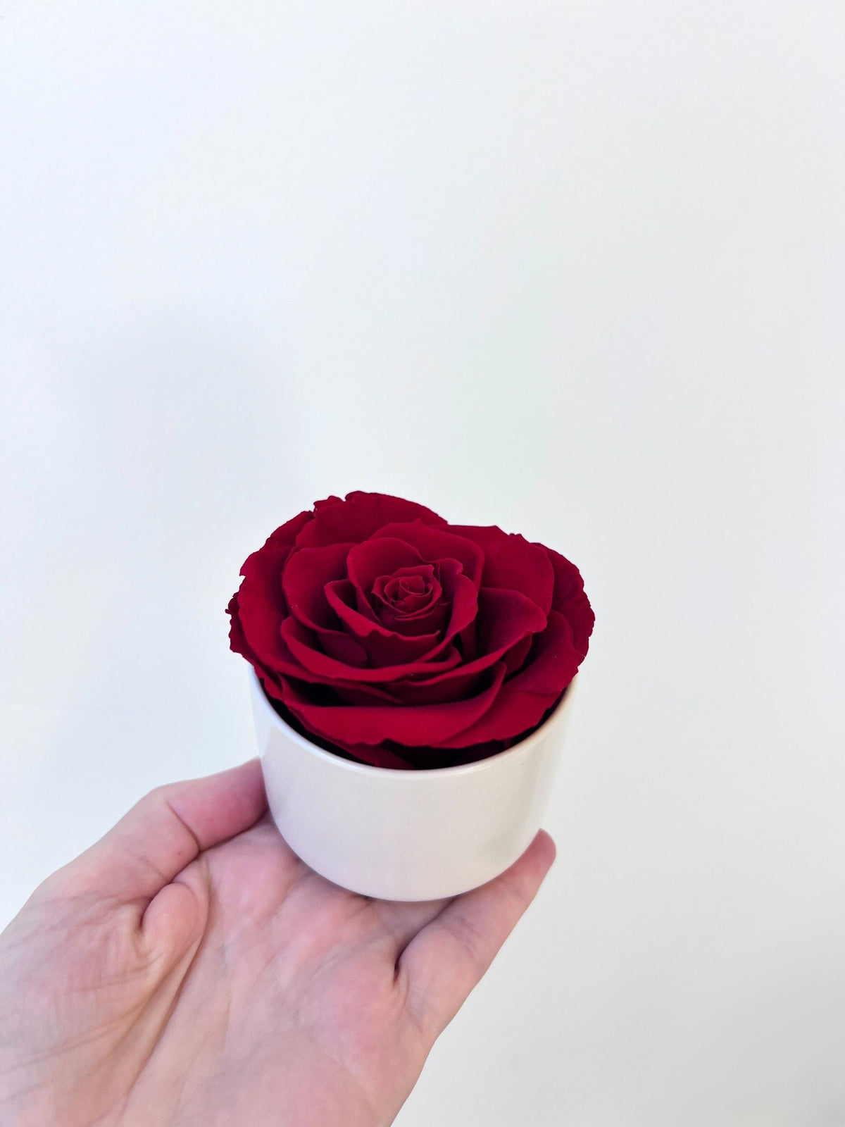 The Mini Belle Rose – Classic Red Preserved Rose in Mini Ceramic Vase – Classic