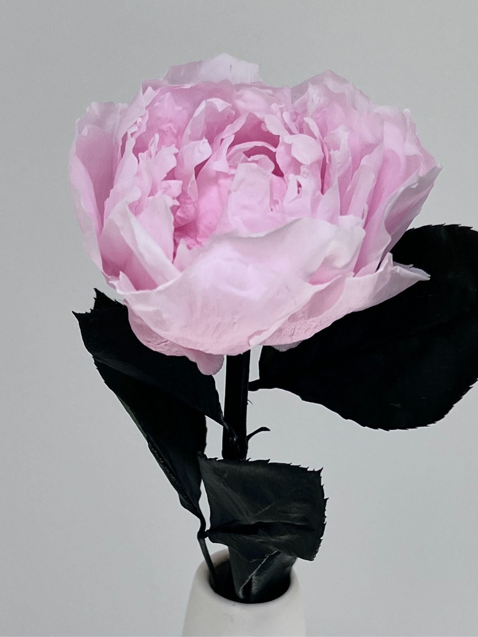 The Classic Peony – Pink Lace Long Stem Preserved Peony in Ceramic Bud Vase – Classic