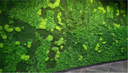 Preserved moss wall installation in NYC office by Nordblooms — zero maintenance green wall for corporate spaces
