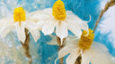 White daisies against teal-dyed preserved foliage, a close-up of a Nordblooms bouquet