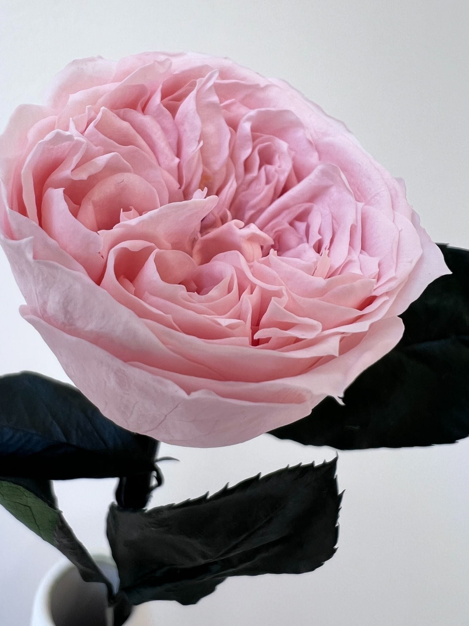 Zoomed product image