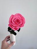 Pink preserved rose with dark green leaves against a white wall