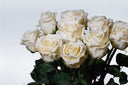 Cream preserved roses of the Rosa arrangement against a pale grey background