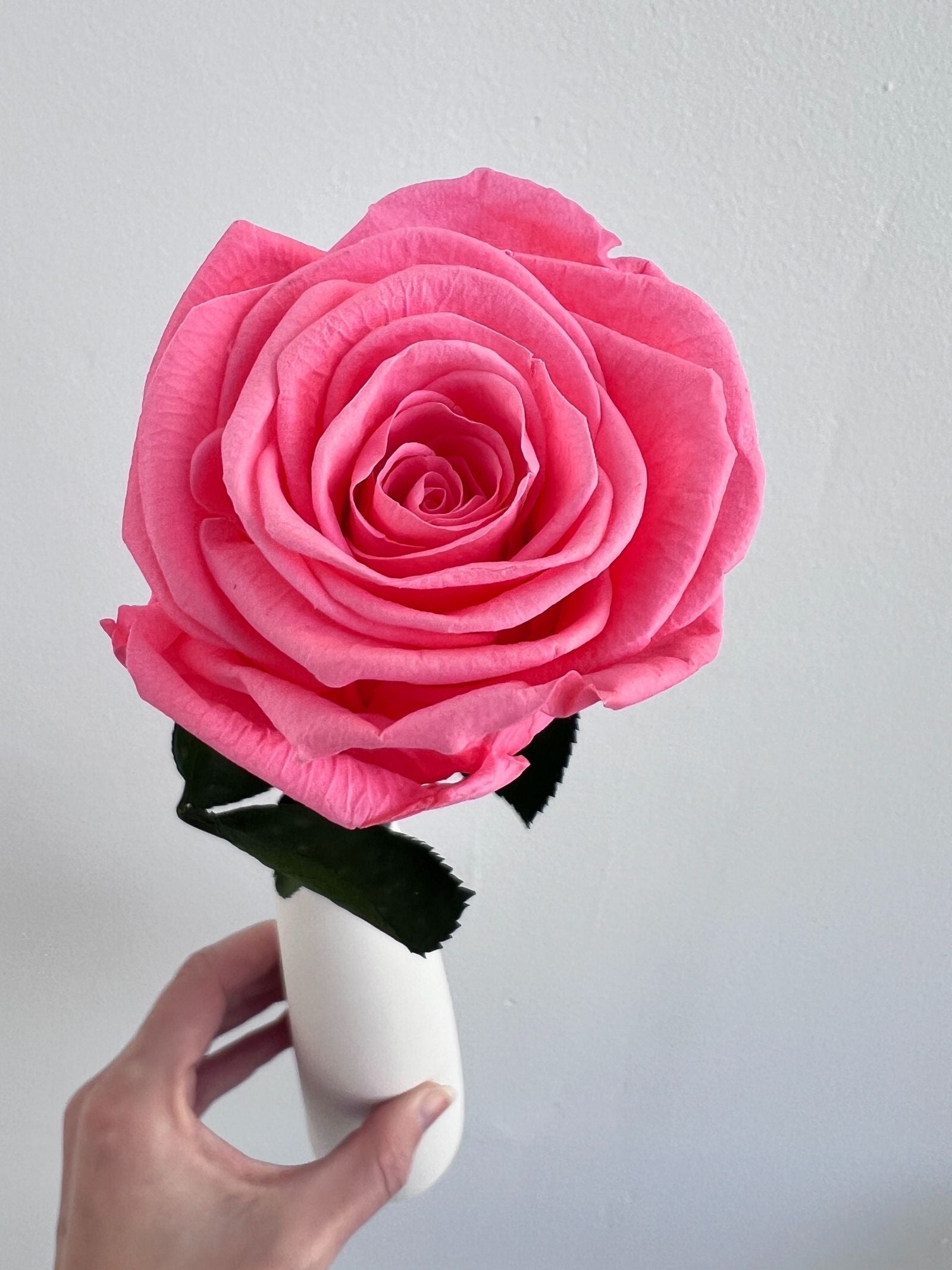 The Classic Rose – French Pink Long Stem Preserved Rose in Ceramic Bud Vase – Classic
