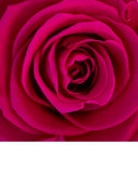 Macro close-up of a fuchsia pink preserved rose