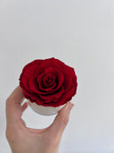 Mini red preserved rose held in the palm of a hand