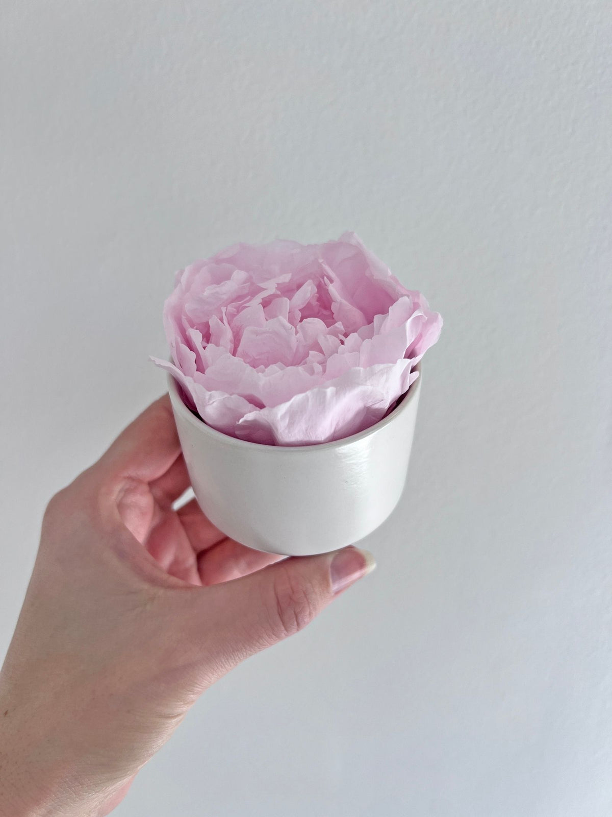 The Mini Peony – Pink Lace Preserved Peony in Mini Ceramic Vase – Classic