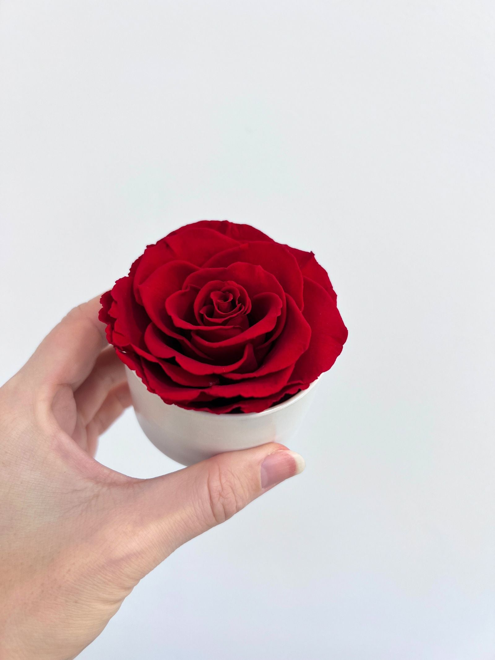 The Mini Belle Rose β Classic Red Preserved Rose in Mini Ceramic Vase β Classic