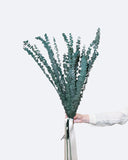 Alfie – Preserved Eucalyptus Greenery Bunch – Classic