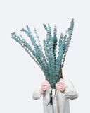 Alfie – Preserved Eucalyptus Greenery Bunch – Classic