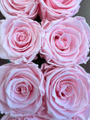 Close-up of four taffy pink preserved rose heads