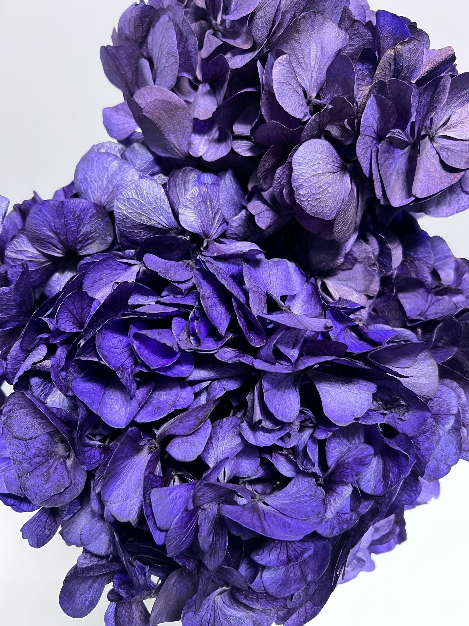 lavender hydrangea plant Cassia – Purple Preserved Hydrangea Arrangement in White Earthenware Vase