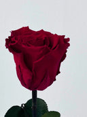Close-up of the deep red petals of a burgundy preserved rose