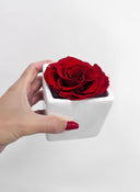 <span style="text-decoration:underline">Congratulations</span>