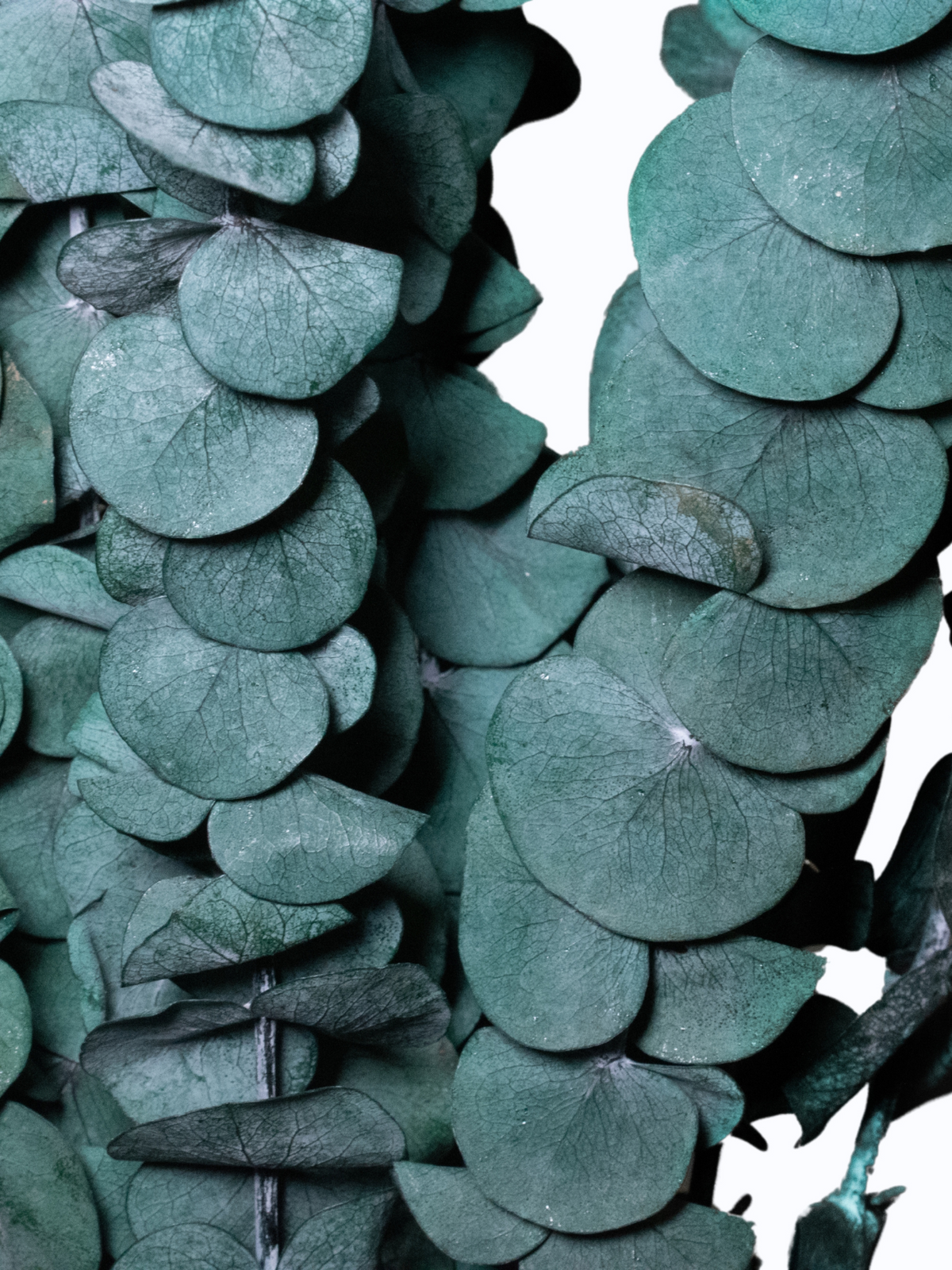 Alfie – Preserved Eucalyptus Greenery Bunch – Classic