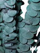 Close-up of round preserved eucalyptus leaves in the Alfie bunch