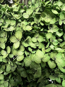 Close-up of green preserved hydrangea leaves and petals in the Eden arrangement