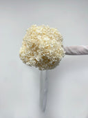 Ivory Muse preserved hydrangea bouquet held at arm's length with a white ribbon
