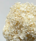 Close-up of cream white preserved hydrangea petals in the Ivory Muse bouquet