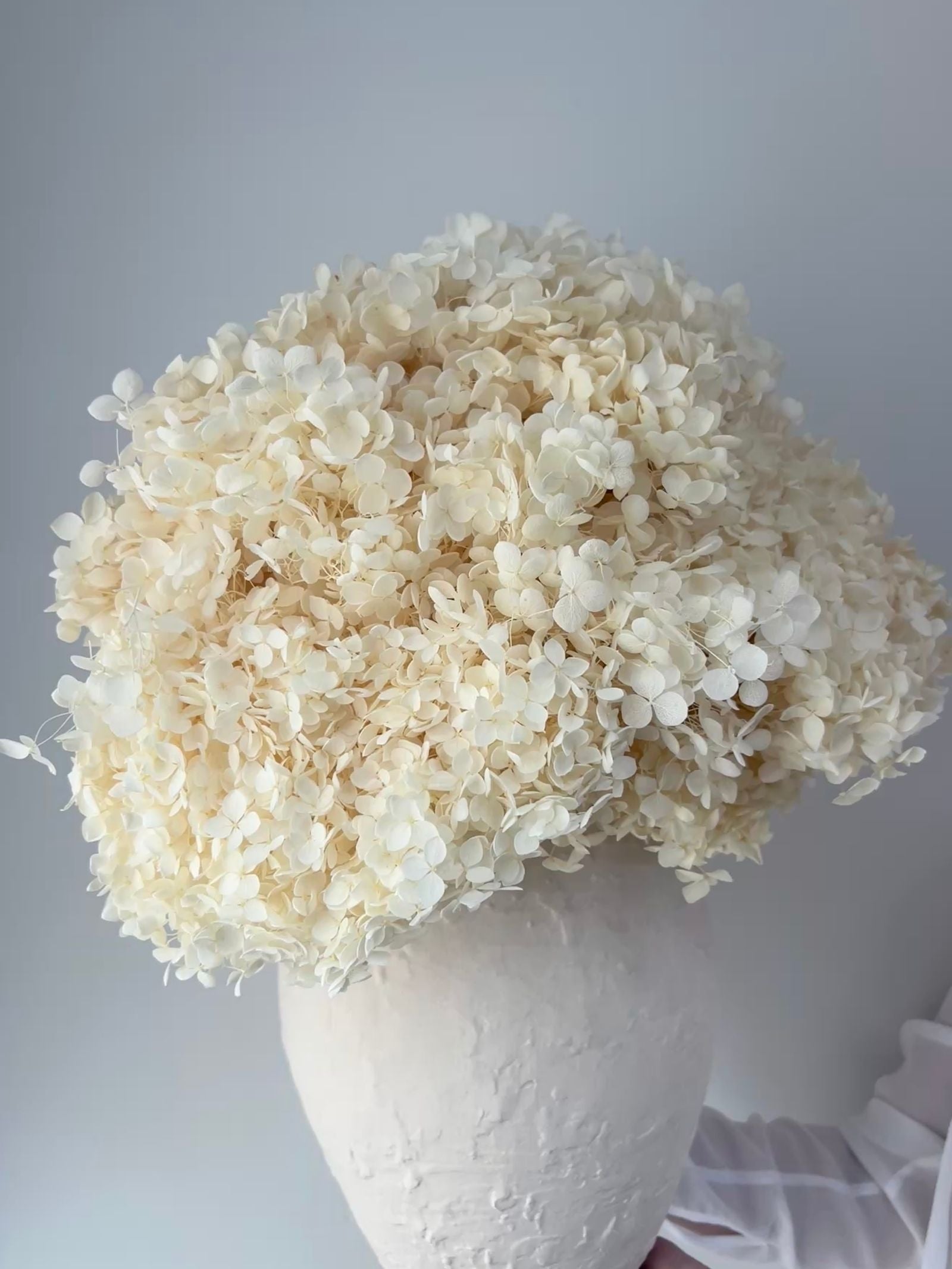 Ophelia β Cream White Preserved Hydrangea Arrangement in Deluxe White Earthenware Vase β Luxe