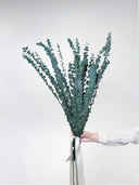 Alfie – Preserved Eucalyptus Greenery Bunch – Classic