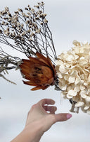 Betty bouquet of cream preserved hydrangea, dried protea and pale grasses