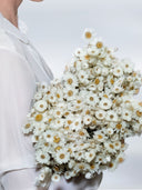 Savannah – Dried Daisy Flower Bouquet – Classic