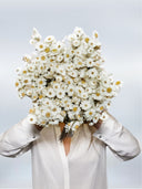 Savannah – Dried Daisy Flower Bouquet – Classic