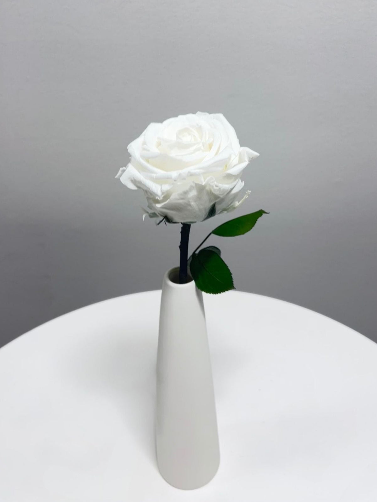 The Classic Supreme Rose – Crisp White Long Stem Preserved Rose in Ceramic Bud Vase – Classic