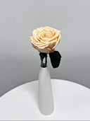 The Classic Supreme Rose – Peach Long Stem Preserved Rose in Ceramic Bud Vase – Classic