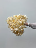 Single Preserved Hydrangea Stem – Ivory – Small Petals – Classic