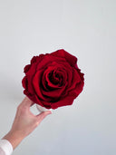 The Classic Belle Rose – Red Long Stem Preserved Rose in Ceramic Bud Vase – Classic