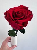 Close view of the red preserved rose and its dark green leaves