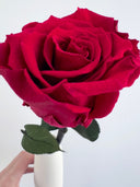 Macro close-up of the petals of a red preserved rose